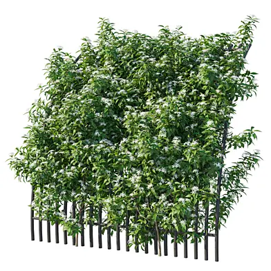 Star Jasmine vines 03