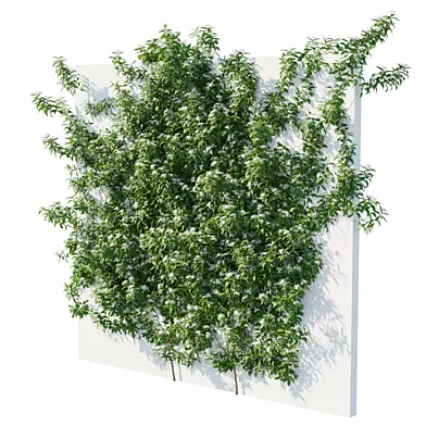 Star Jasmine vines 04