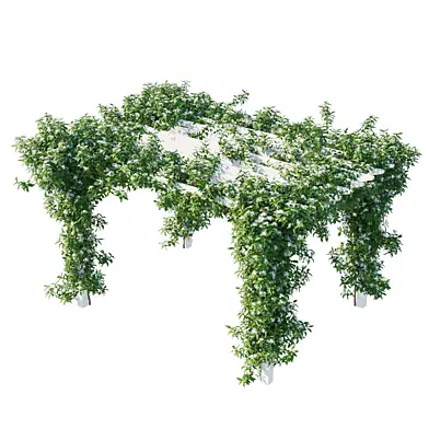 Star Jasmine vines 05
