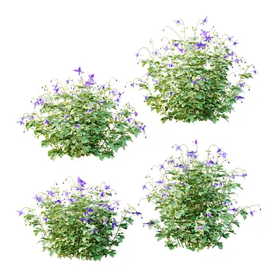 Aquilegia flabellata Plant 02