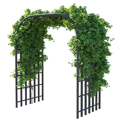 Virginia Creeper vines 03