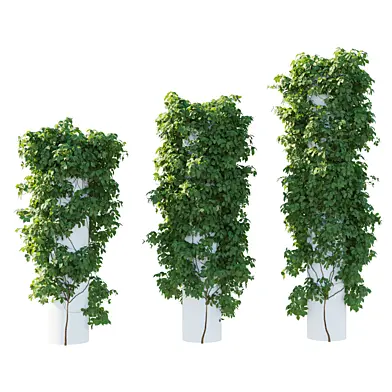 Virginia Creeper vines 04