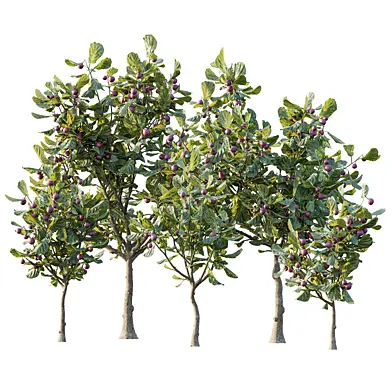 AV Plant Ficus Carica Feige Fig Fruit Tree 03