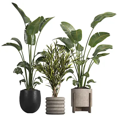 indoor plant 27