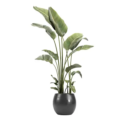 indoor plant 0102