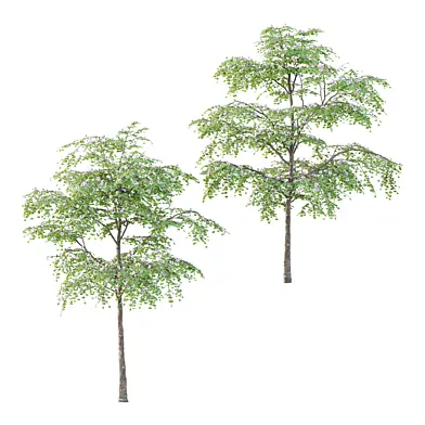 Bauhinia variegata Tree 03