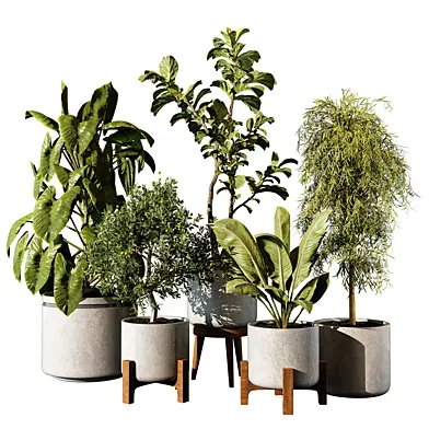 indoor Plant 716