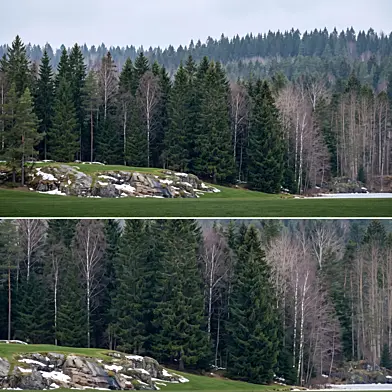 Panorama of the forest 06