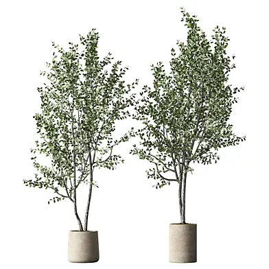 Olive Tree Indoor Plant Set.379