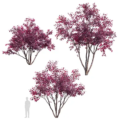 Acer palmatum 04