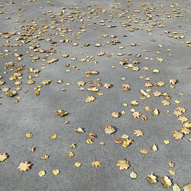 Autumn Leaves 2