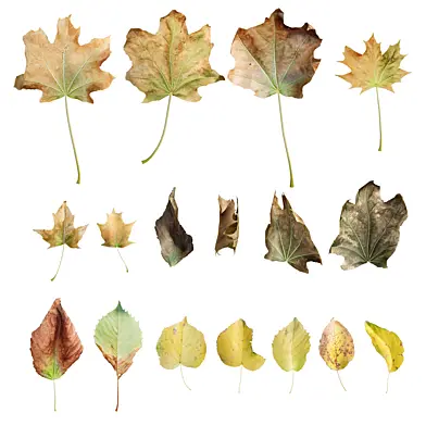 Autumn Leaves 3