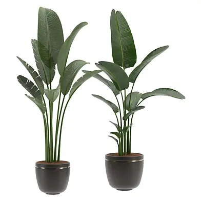 Strelitzia Nicolai Bird of Paradise Indoor Plant