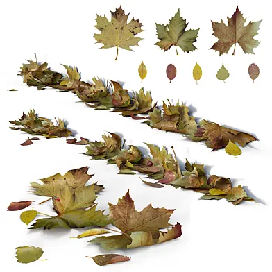 Autumn leaves