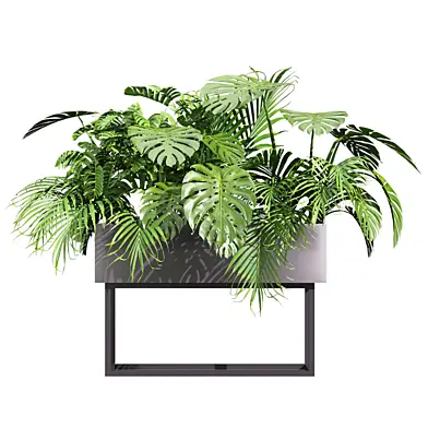 plant vol 1226 - box - monstera - palm