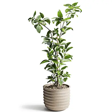 ficus plant in pot