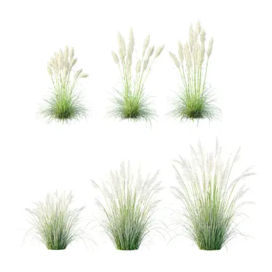 Eriantus Selloanas Cortaderas Grass