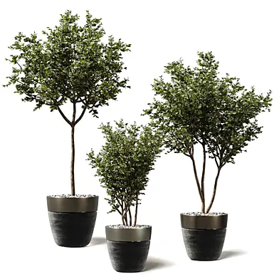 Indoor Plants Tree Shrub Bonsai 678