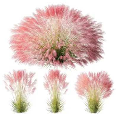 Muhlenbergia sericea set 85 cm 002