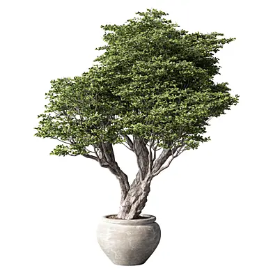 Bonsai Tree Outdoor Plant Set.188