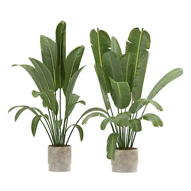 Strelitzia Nicolai- Bird of Paradise-set-024