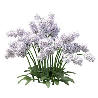 Flowering Plant