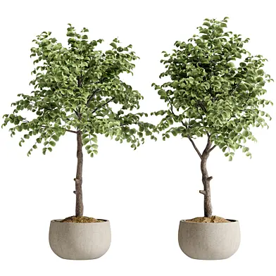 Indoor Bonsai Plant 246