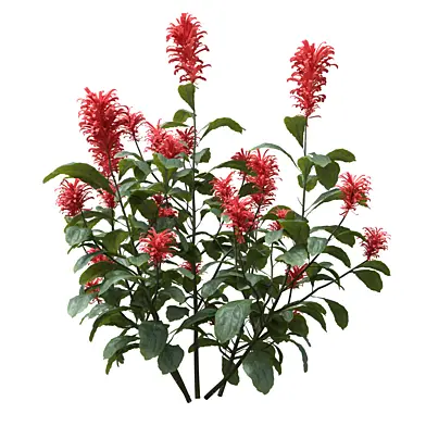 Collection Red Flowering plant 08_02