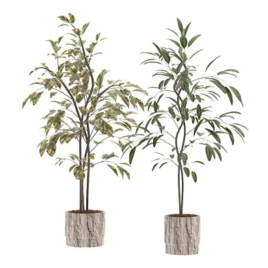 Ficus Benjamina Indoor Plant-set-029