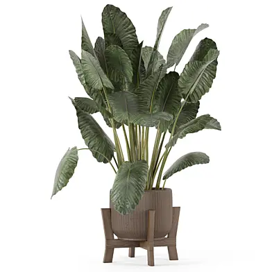 Indoor Alocasia Gageana Plant_Set 4925