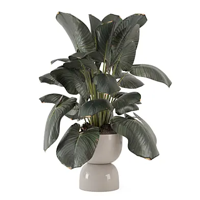 Plant in Handmade Stone Pot 4927