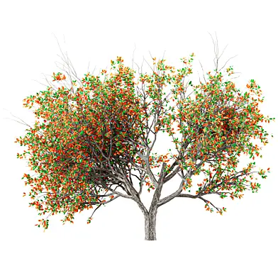 Autumn Walnut Tree
