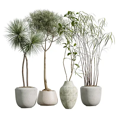 AV Indoor Plants Set 628 Japandi Ficus Dracaena Marginata Spineless Yucca Aloifolia Rostrata Palm