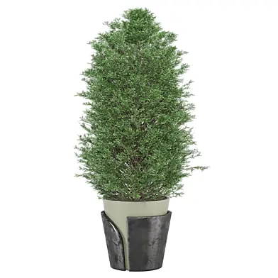 tree Plants Collection 2839