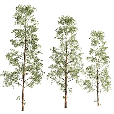 Young pine trees collection