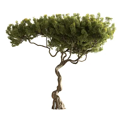 Bonsai Pine - Tree 489