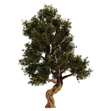 Twisted Pine Tree