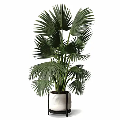 Indoor Plants - Palm 708