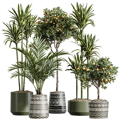 AV Indoor Plants Set 636 Warneckii Lemon Orange Tree Palm Paradise Kentia