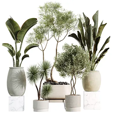 AV Indoor Plants Set 701 Chemlali Olive Bird Of Paradise Palm Desmetiana Dracaena Marginata