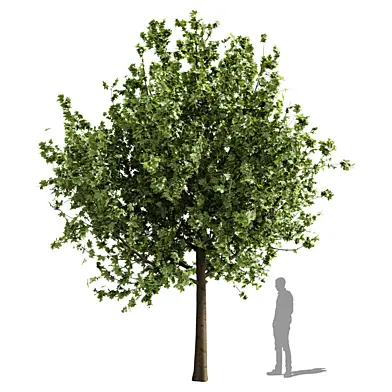 Maple Tree - 2 Size