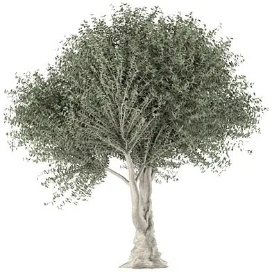 Tree 056