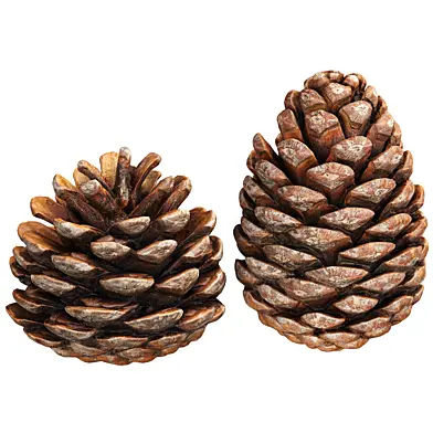 Pine Cones Set 01   Natural