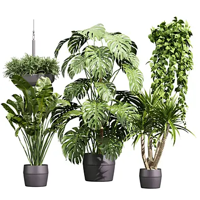 plant vol 1315 - monstera - palm - fern