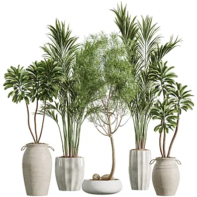 AV Indoor Plants Set 638 Euphorbia Drupifera Areca Palm Ficus Dracaena Marginata