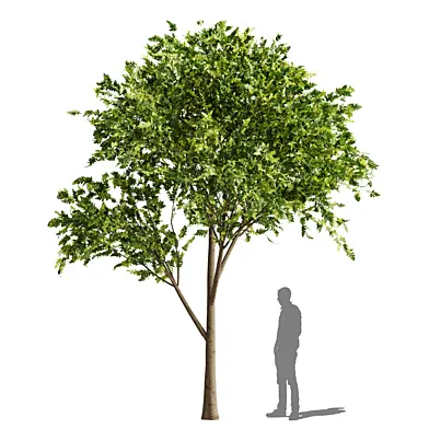 Garden Tree 001