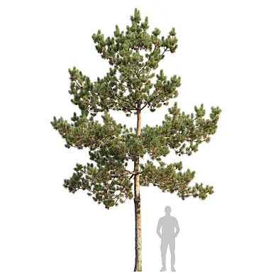 Pinus Sylvestris 37