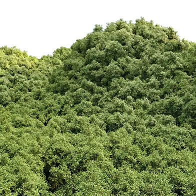 Verdant Hills Forest Collection 561