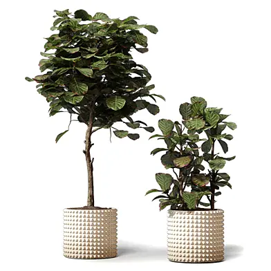 Indoor plants - Ficus 723