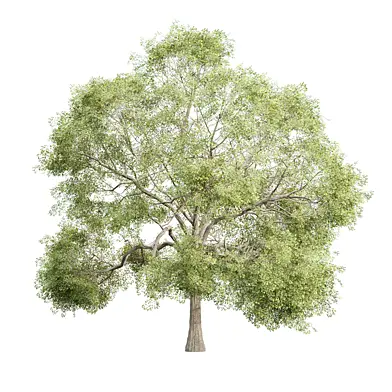 Low Poly Oak Tree 563